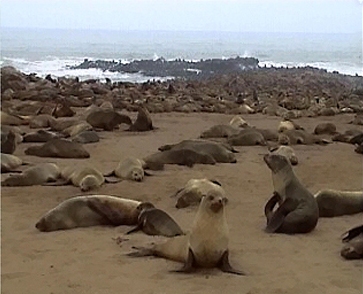 Robbenkolonie01