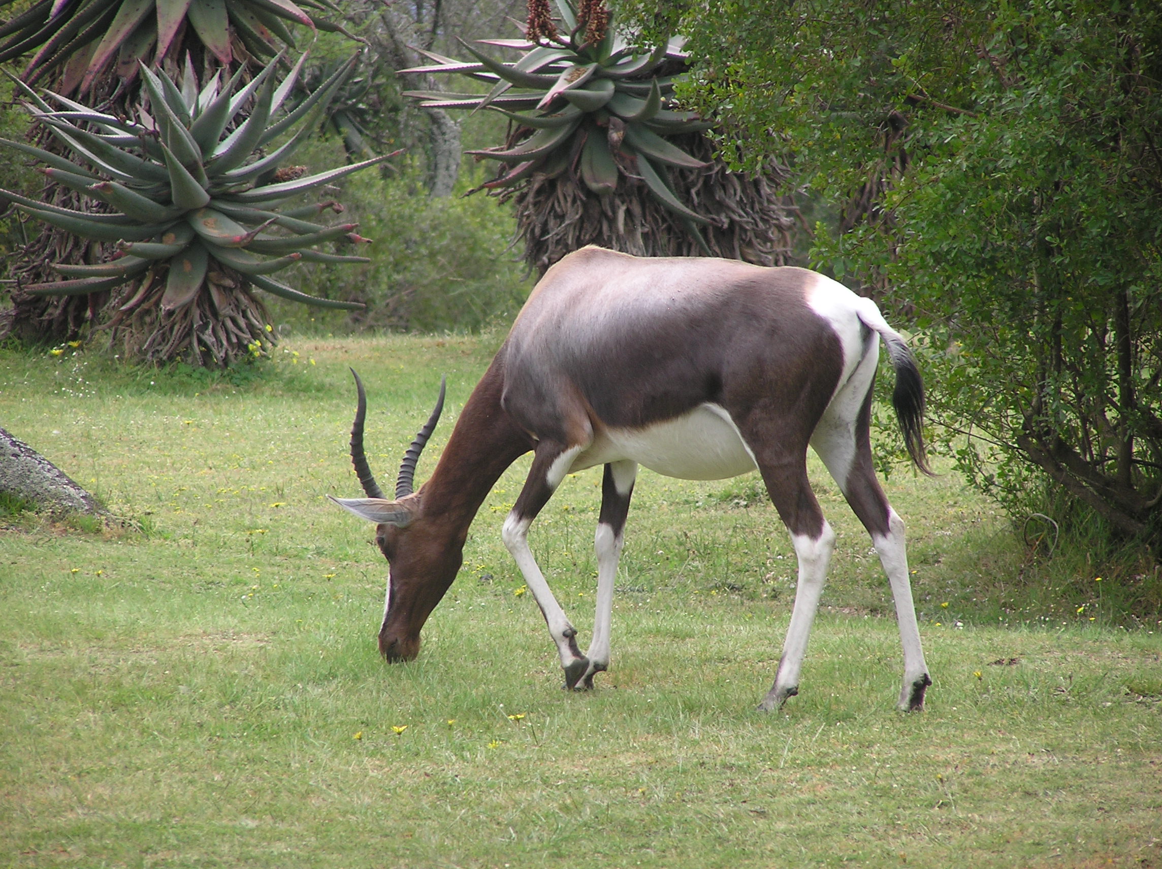 Bontebok PA020073 