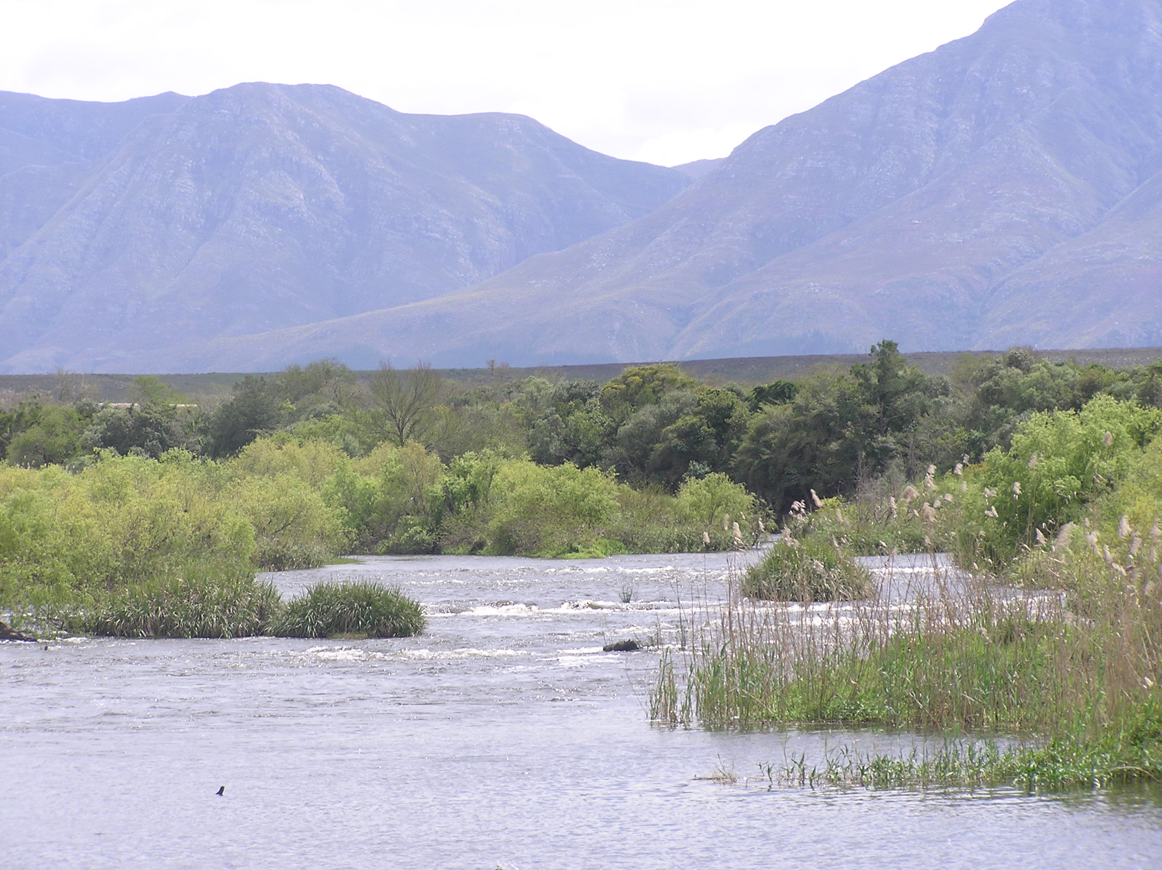 PA020092 Breede River vor Langeberg Mountains