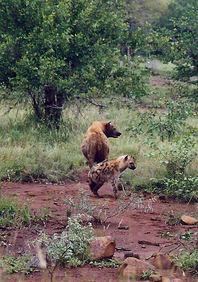 Hyaena and cub 2C RSA