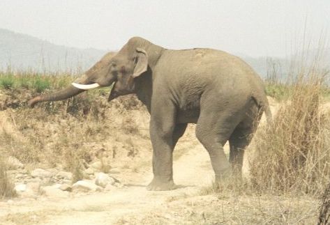 Asian Elephant in Corbett National Park