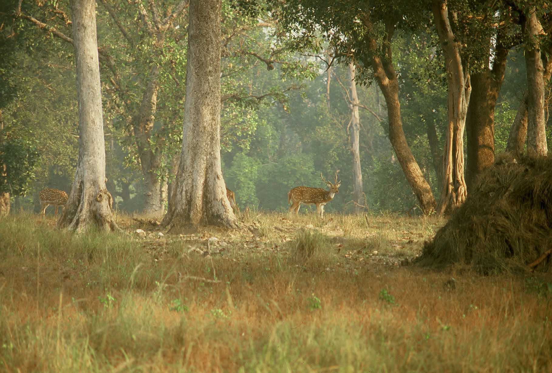 Axis axis Kanha 1