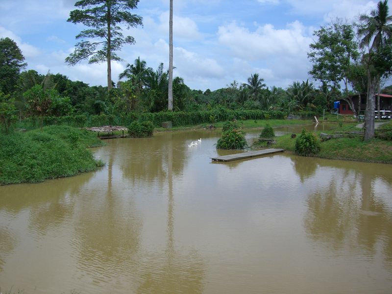 800px Sandakan Jungle Resort3