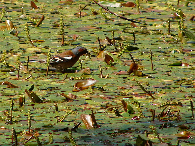 Bolu Yedigoller 07446 nevit