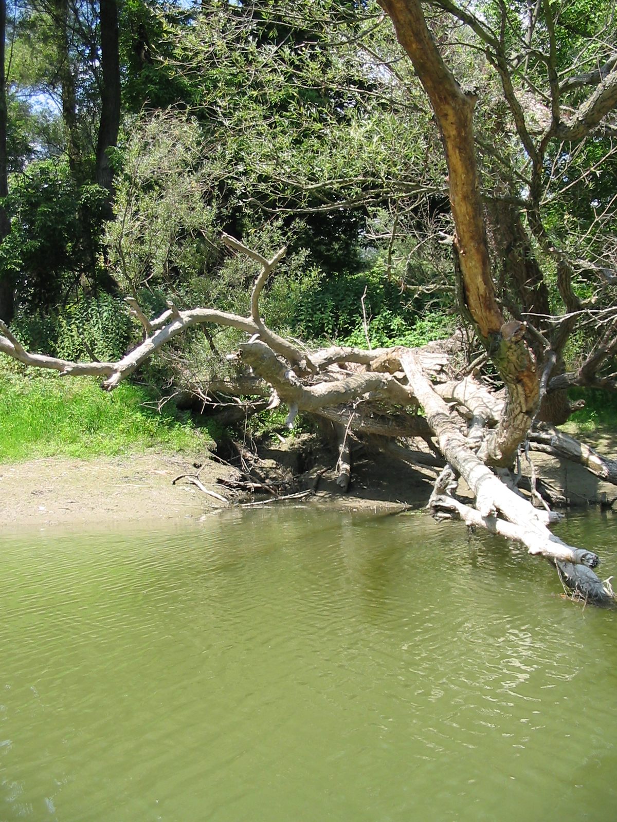 Donau Auen Hainburg1