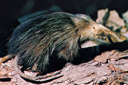 Solenodon cubanus