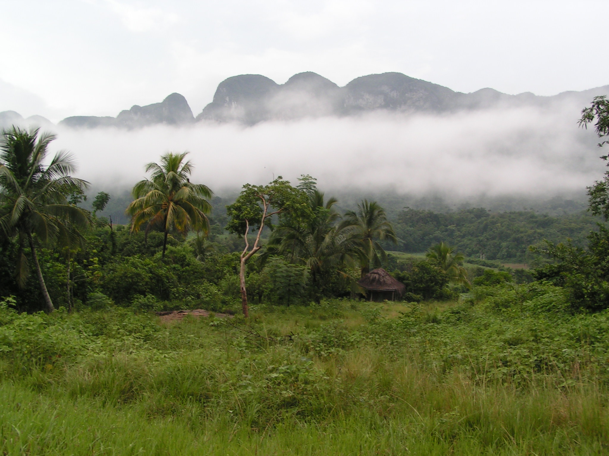 Nebel im Valle des Vinales 2C Kuba