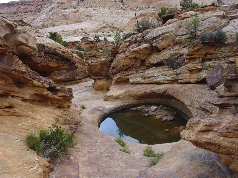 Waterpocket in Grand Wash