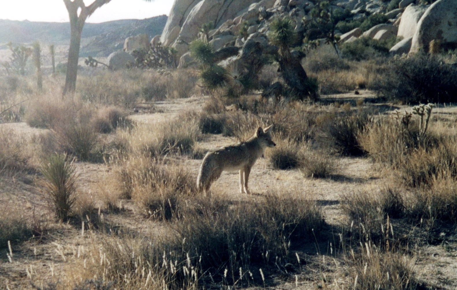 Coyote Joshua Tree