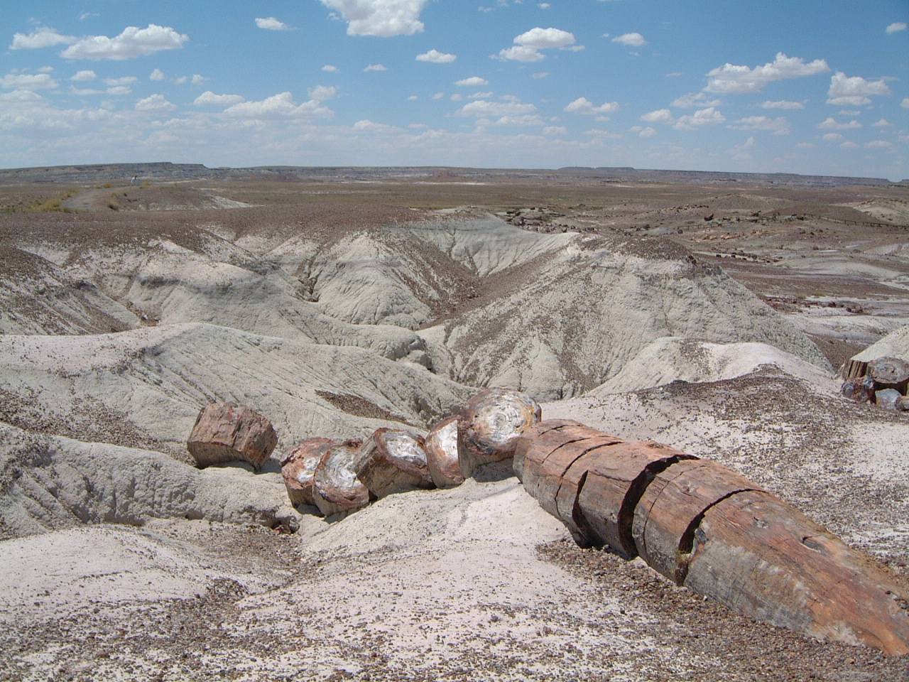 Petrified tree in Petrified Forest