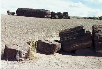 Petrified trees11