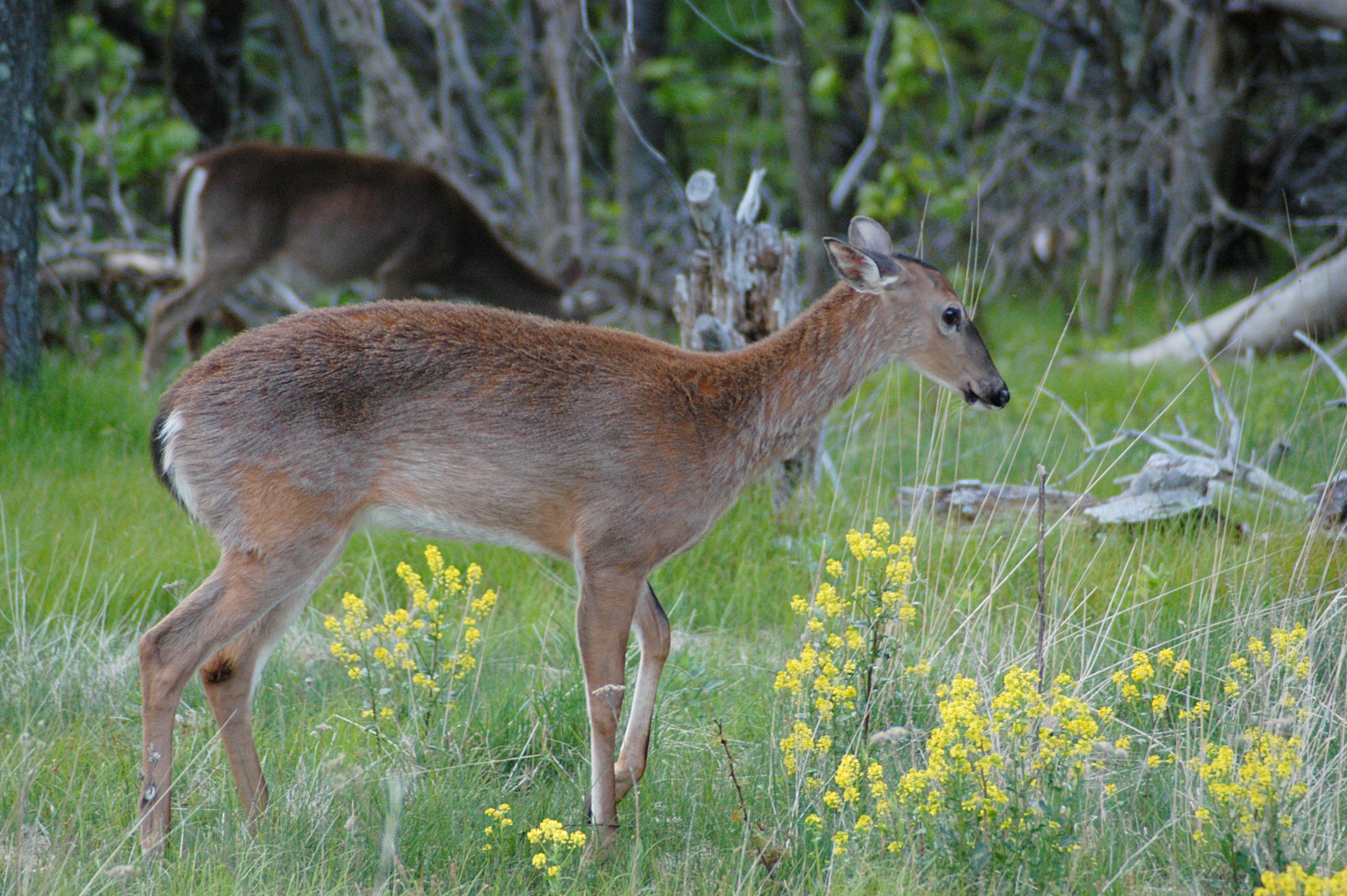 Shenandoah deer 20050521 191017 1.3008x2000