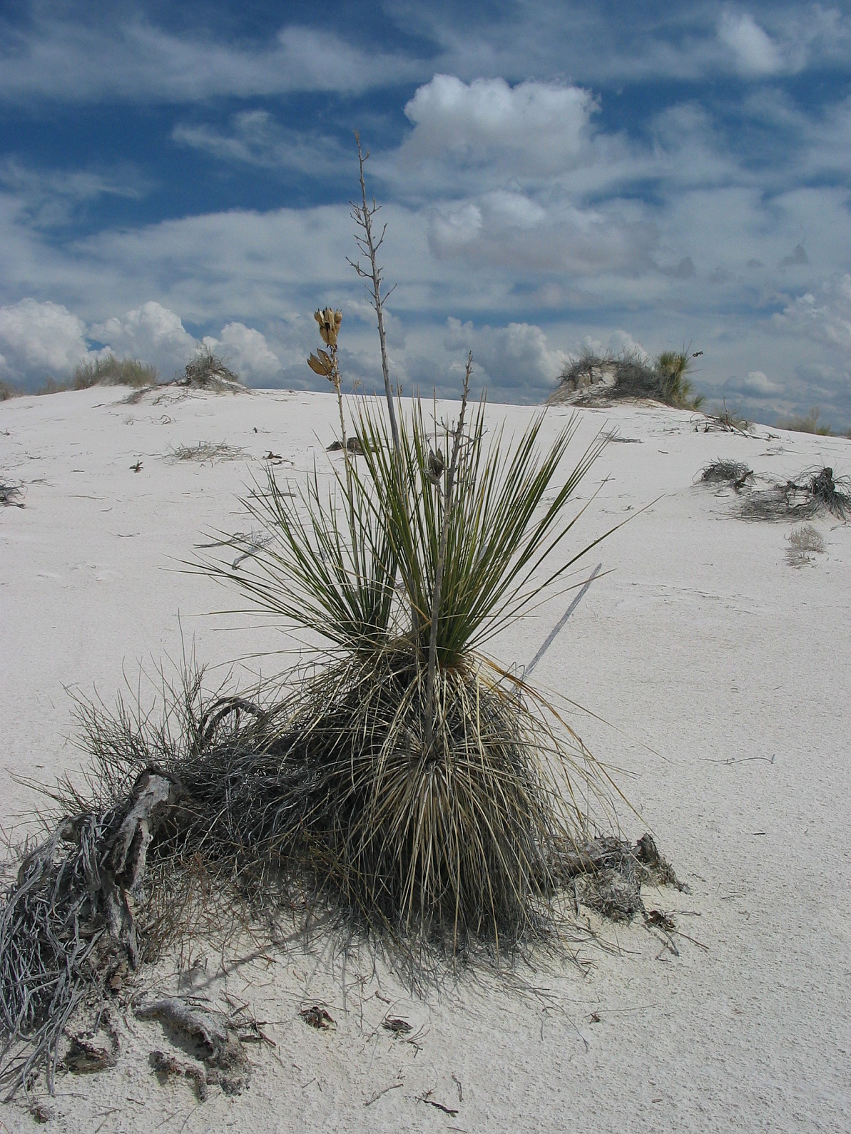 White sands vegetation2