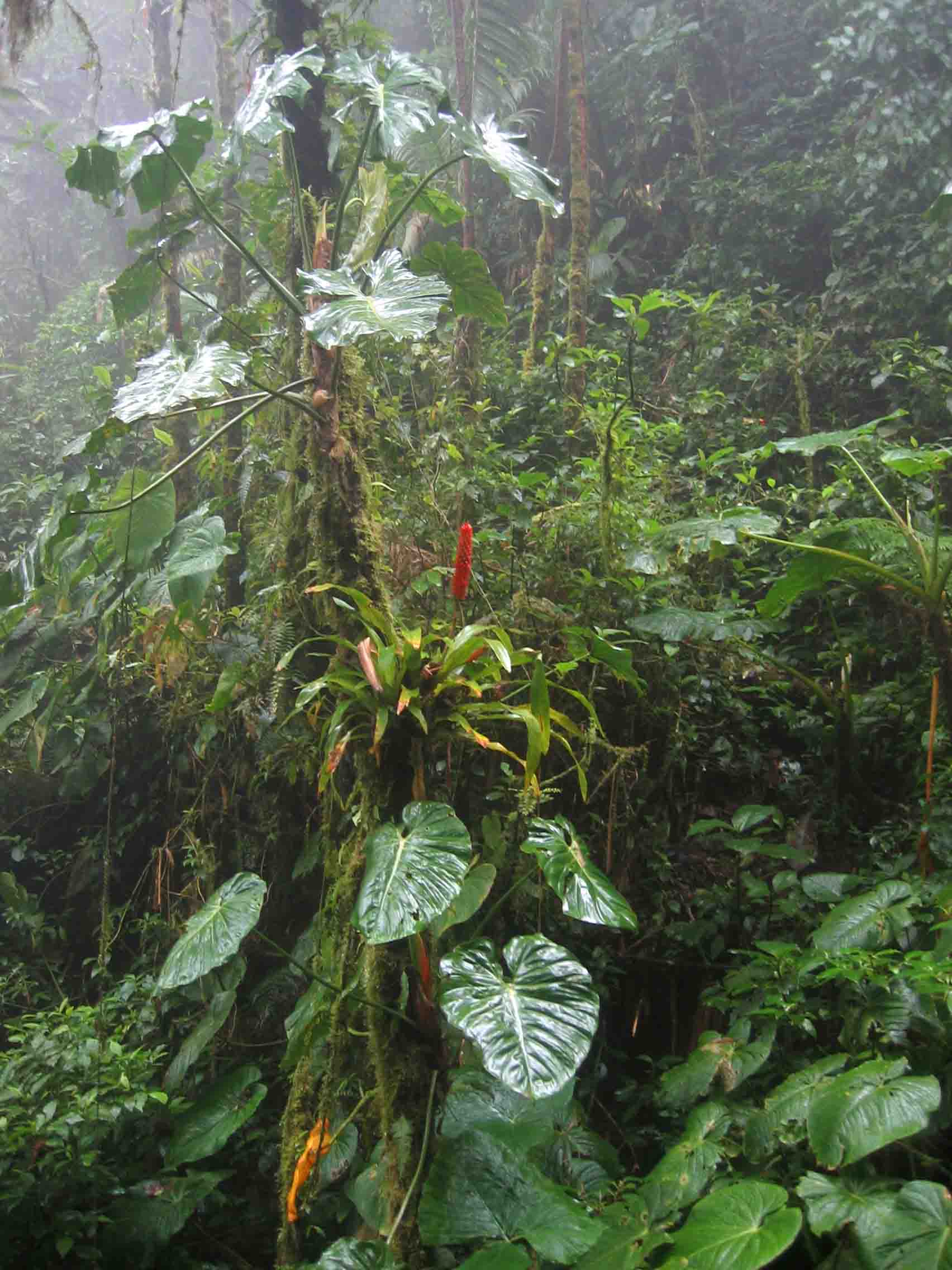 Cloud forest panama 2